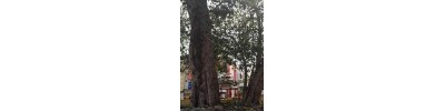 நெமிலிச்சேரி